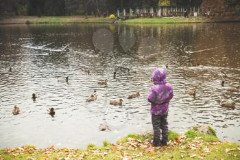 Little girl feeds waterfowls on a small lake coast in autumn park