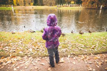Little girl feeds ducks on a small lake coast in autumn park, rear view