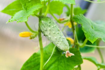Cucumber growing on vines, widely cultivated plant in the gourd family, Cucurbitaceae