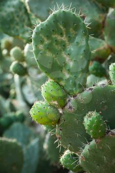 Opuntia, edible plant commonly called prickly pear, is a genus in the cactus family, Cactaceae