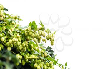 Common Hop plant isolated on white background. Humulus lupulus photo with selective focus
