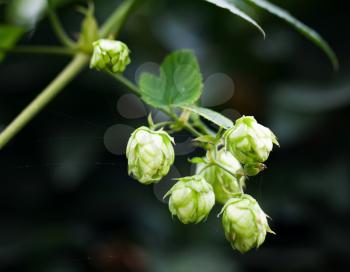 Hop plant over blurred dark background. Humulus lupulus, close-up photo with selective focus