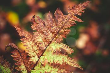 Dry fern leaf in autumn forest over blurred background, close-up photo with selective focus
