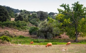 Summer landscape with cows. Filitosa, megalithic site in southern Corsica, France