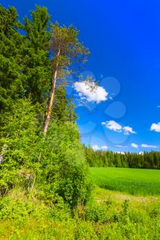 Vertical rural summer landscape, green field and forest under blue sky with white clouds. Europe, Finland