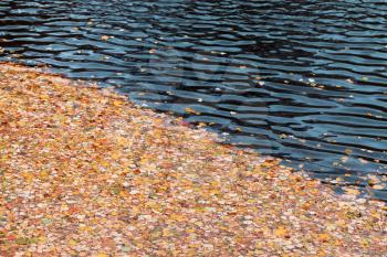 Fallen autumn leaves floating on still lake water