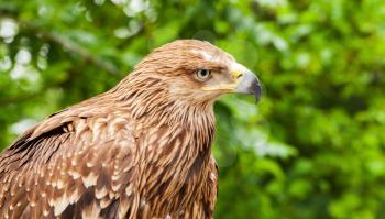 Close-up head profile of golden eagle Aquila chrysaetos. It is one of the best-known birds of prey