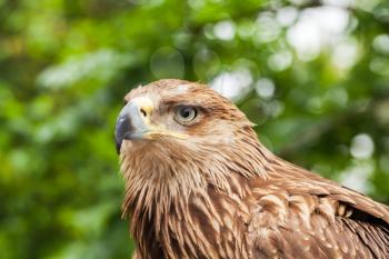 Close-up portrait of golden eagle Aquila chrysaetos. It is one of the best-known birds of prey