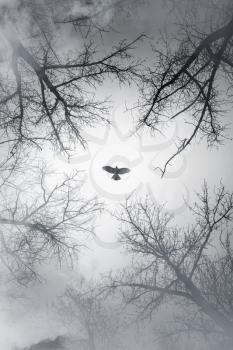Falcon flying in sky over cloudy forest, vertical stylized photo background
