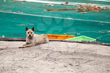 Stray dog lies on the floor in port next to fishing nets