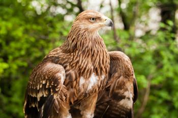 Ggolden eagle Aquila Chrysaetos. It is one of the best-known birds of prey