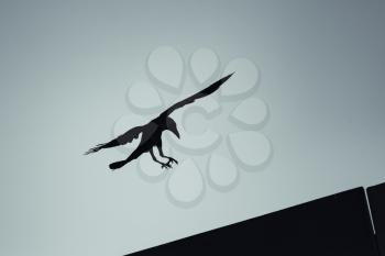 Black crow flying under blue sky, dark stylized silhouette photo