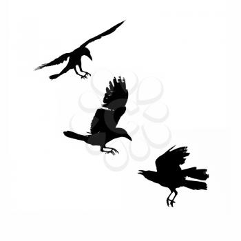 Three flying crows, silhouette isolated on white background