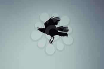 Crow flying over blue sky, dark stylized silhouette photo