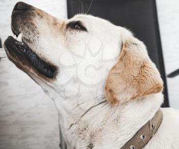 Portrait of white Labrador Retriever looking up, close-up profile