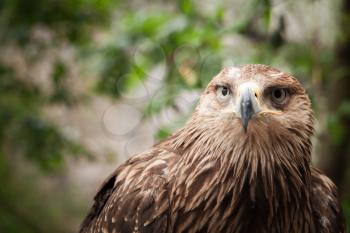 Close-up portrait of golden eagle Aquila chrysaetos, one of the best-known birds of prey