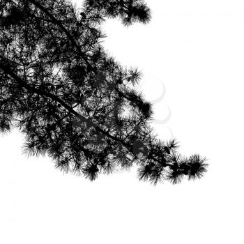 Pine tree branches with long needles and cones close-up, natural square black silhouette photo
