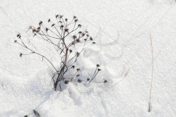 Dry flowers cowered with snow, winter natural background photo