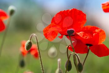 Bright red opium poppy flowers on summer field, close-up photo with selective soft focus