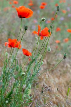 Red poppies flowers on summer meadow, close-up vertical photo with selective focus