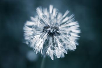 Wet dandelion flower with fluff, blue toned macro photo  with soft selective focus