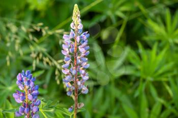 Colorful lupine flowers on green meadow background. Close-up photo with selective soft focus