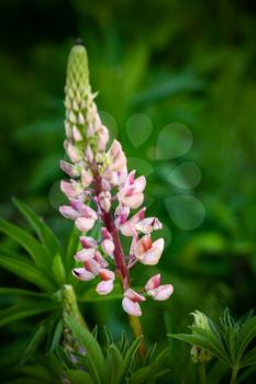 Pink lupine flower on blurred dark green background. Macro photo with selective soft focus