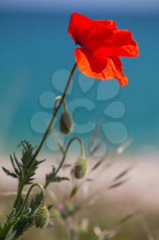 Red poppy flower growing on sea coast, vertical close-up photo with selective soft focus