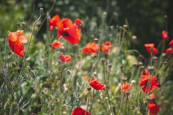 Wild red opium poppies growing on summer meadow, close-up photo with selective focus