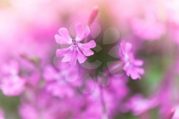 Phlox subulata, Creeping Phlox. Pink flowers macro photo with selective focus