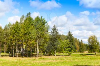 Rural Finnish landscape in summer day, trees grow near green meadow