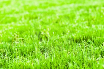 Bright green fresh grass background photo. Clipped lawn in summer sunny day