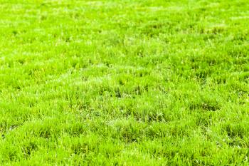 Bright green fresh grass background, macro photo with selective focus. Clipped lawn in summer sunny day