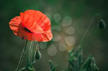 Red poppy flower. Natural macro photo with selective soft focus