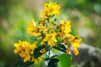 Yellow flowers of Hypericum, close-up photo with selective focus
