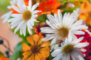 Summer bouquet background, mix of wild and decorative flowers, close-up photo with selective focus