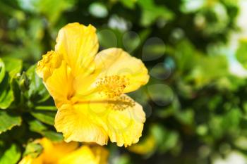 Yellow Hibiscus flower, close-up summer photo with selective focus