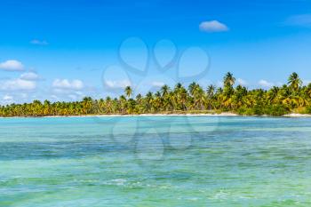 Background photo of Caribbean Sea coast with palms trees growing  on the beach of Saona island. Dominican republic
