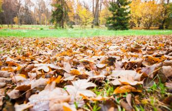 Fallen yellow leaves lay over grass in autumn park, background photo