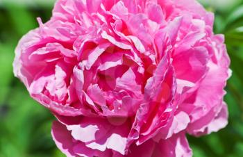 Close-up photo of pink peony flower