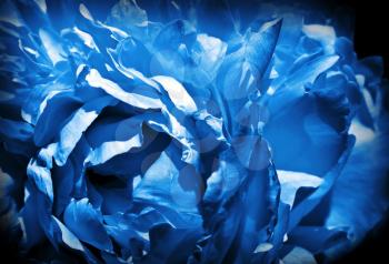 Close-up abstract nature stylized photo of blue flower