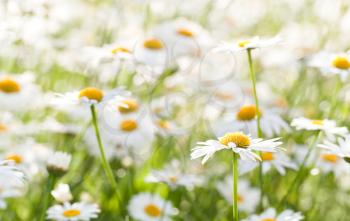 Wild chamomile on a meadow. Photo with shallow depth of field