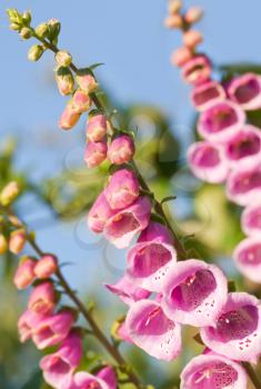 Pink garden flowers. Digitalis purpurea a poisonous plant