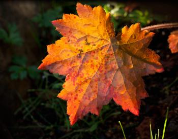 Nature bright background with orange red autumnal leaf
