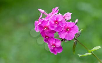 Blossoming bright pink phlox flowers in a garden