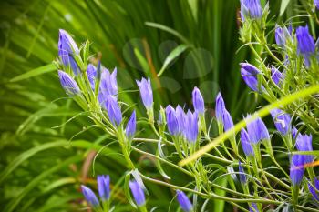 Nature garden background, buds of bluebell flowers