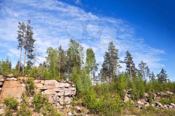 Paludal mixed forest in Karelia, west of Russia