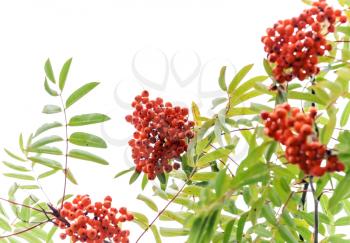 Branch of a rowan-tree with bright red berries isolated on white