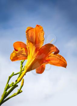 Large red lily flower above blue sky in the sunlight