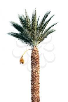 Bright date-palm tree isolated on white background